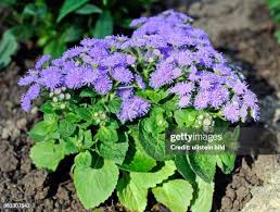 Image result for Leberbalsam