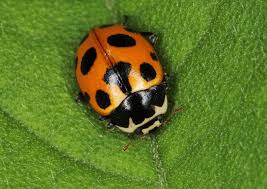 Attēlu rezultāti vaicājumam “Hippodamia notata”