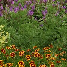 Image result for Artemisia gmelinii