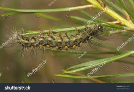Attēlu rezultāti vaicājumam “Lithosia quadra female”