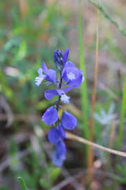 Attēlu rezultāti vaicājumam “Polygala vulgaris”