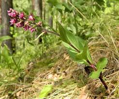 Attēlu rezultāti vaicājumam “Epipactis atrorubens flower”
