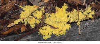 Attēlu rezultāti vaicājumam “Fuligo luteonitens spores”