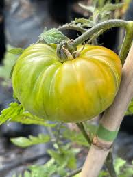 Afbeeldingsresultaat voor blushing yellow tomato