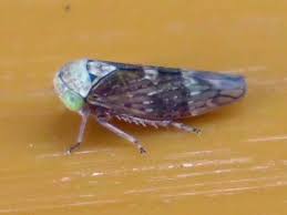 Attēlu rezultāti vaicājumam “Paramesus obtusifrons”