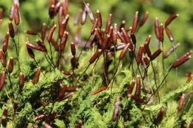 Attēlu rezultāti vaicājumam “Anomodon viticulosus”