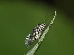 Attēlu rezultāti vaicājumam “Psococerastis gibbosa”