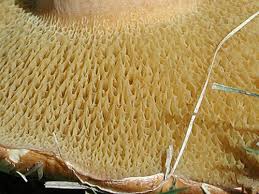 Attēlu rezultāti vaicājumam “Suillus bovinus”