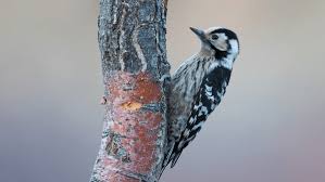 Attēlu rezultāti vaicājumam “Dendrocopos minor female”