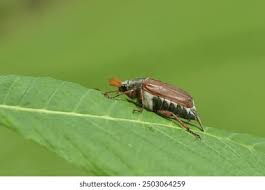 Attēlu rezultāti vaicājumam “Melolontha melolontha imago”