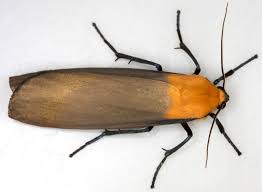 Attēlu rezultāti vaicājumam “Lithosia quadra female”