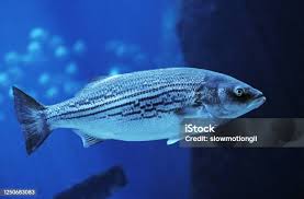 Image result for Morone saxatilis