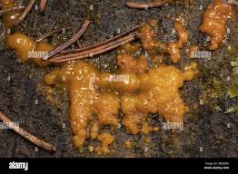 Attēlu rezultāti vaicājumam “Siphoptychium violaceum plasmodium”