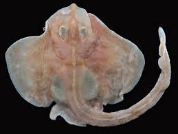 Image result for Rostroraja eglanteria