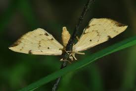 Attēlu rezultāti vaicājumam “Eulithis pyraliata”