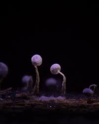 Attēlu rezultāti vaicājumam “Cribraria vulgaris macro”