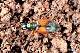 Attēlu rezultāti vaicājumam “Anchomenus dorsalis”