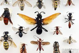 Attēlu rezultāti vaicājumam “Hymenoptera”