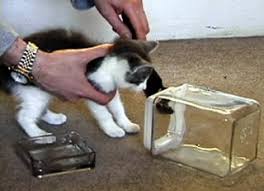 Kuvahaun tulos haulle bonsaikitten