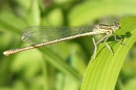 Attēlu rezultāti vaicājumam “Platycnemis pennipes”