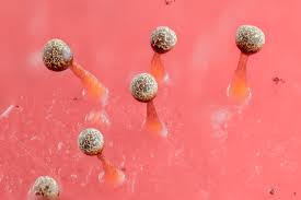 Attēlu rezultāti vaicājumam “Physarum bryomacrocarpum sessile”