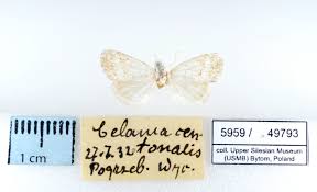 Attēlu rezultāti vaicājumam “Nola aerugula”