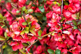 Attēlu rezultāti vaicājumam “Malus purpurea flower”