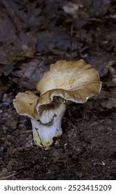 Attēlu rezultāti vaicājumam “Russulales”