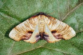 Attēlu rezultāti vaicājumam “Plagodis dolabraria”