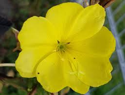 Image result for Nachtkerze