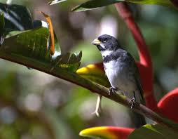 Attēlu rezultāti vaicājumam “Collaria sp.”