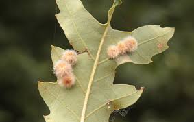 Attēlu rezultāti vaicājumam “Neuroterus albipes”