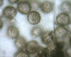 Attēlu rezultāti vaicājumam “Collaria arcyrionema spores”