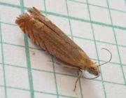 Attēlu rezultāti vaicājumam “Lathronympha strigana”