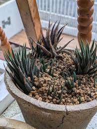 Image result for Haworthia mix