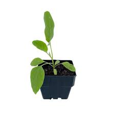 Afbeeldingsresultaat voor slim jim eggplant