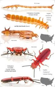 Attēlu rezultāti vaicājumam “Cucujus cinnaberinus larva”