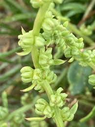 Image result for Beta vulgaris