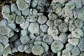 Attēlu rezultāti vaicājumam “Badhamia macrocarpa”