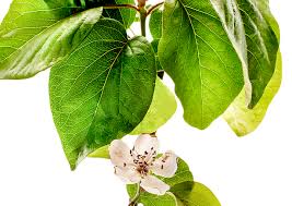 Attēlu rezultāti vaicājumam “Cydonia oblonga flower”