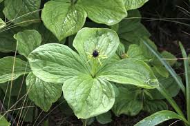 Attēlu rezultāti vaicājumam “Paris quadrifolia”