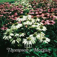 Image result for Echinacea Lustre hybrids