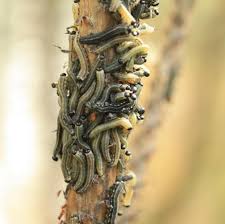 Attēlu rezultāti vaicājumam “Neodiprion sertifer larva”