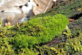 Attēlu rezultāti vaicājumam “| Dicranum”