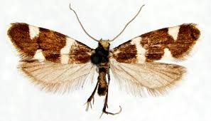 Attēlu rezultāti vaicājumam “Incurvaria praelatella”