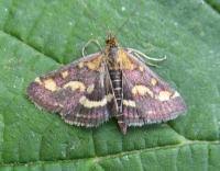 Attēlu rezultāti vaicājumam “Pyrausta purpuralis”