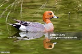 Attēlu rezultāti vaicājumam “Anas penelope”