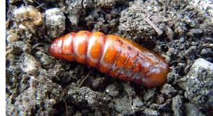 Attēlu rezultāti vaicājumam “Adalia bipunctata larva”