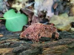 Attēlu rezultāti vaicājumam “Sarcoporia polyspora”