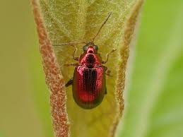 Attēlu rezultāti vaicājumam “Alticinae”